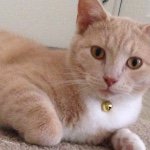 Rusty Daniels - @rusty_the_kitty_cat - Instagram