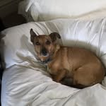 Rusty Dowling - @rustythegreat123 - Instagram