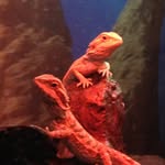 Drake & Rusty Dragon - @drake_and_rusty - Instagram