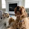 Rusty_and_The_Dukes - @rusty_and_the_dukes - TikTok