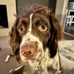 Rusty B - @rustydukespringer - Instagram