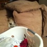 Rusty Farrell - @rusty_the_terrier101 - Instagram