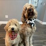 Rusty Ray & 🎀Frankie Rae - @rusty_frankie_gdoodles - Instagram