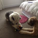 rusty rogers - @rusty_frankie_ - Instagram