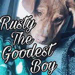 A Day In The Life Of Rusty - @rusty_the_goodest_boi - Instagram
