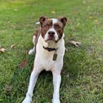 Rusty - @rusty.goodemote - Instagram