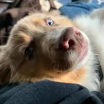 Rusty Wigglebutt Parker - @goode.boye.rusty - Instagram