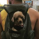 Rusty Gordon - @rusty_pooch - Instagram