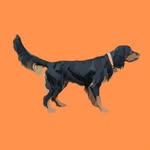 Rusty - @rustythegordon - Instagram