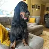 Rusty The Gordon Setter - @rustythegordonsetter - TikTok
