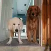 rustygordon26 - @rustygordon26 - TikTok