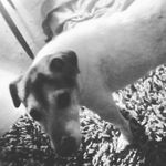 rusty Henderson ❤ Lexi's dog - @rusty.henderson.love - Instagram