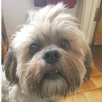 Rusty 🐶🍔 - @rusty.holloway - Instagram