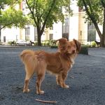 Rusty Hunter - @orangestdogalive - Instagram
