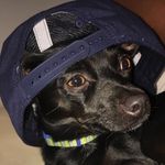 Rusty🐕🐾👑 - @rusty_king_ - Instagram