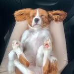 Rusty - @rustykingcharles - Instagram