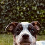 Rusty Lawson-Guerrero - @rustytheheelercollie - Instagram