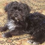 Rusty The Dodo2012 - @rusty_leblanc224 - Instagram