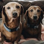 Rusty & Bucky Lewis - @rustyandbucky - Instagram