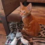Rusty May - @thetailsofrustymay - Instagram