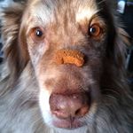 Rusty Mayo - @rusty_the_dog120 - Instagram