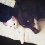 Rusty&Mayo - @rustymayoblog - Instagram