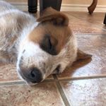 Rusty Bandit McDaniel - @rustybanditmcdaniel7 - Instagram