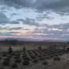 NickMazzochi - @rustymeadowfarm - TikTok
