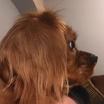 Rusty Mitchell🐾 - @rustymitchell1 - Instagram