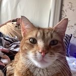 Rusty Mitchell - @rusty_thecat334 - Instagram