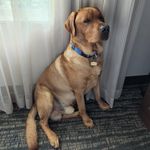 Rusty the Nobel Steed - @rusty_thenoblesteed - Instagram