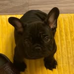 Rusty Palmer - @rusty_palmer_the_frenchie - Instagram