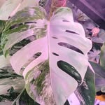 Rusty Palmer - @seed_and_stem_plant_co - Instagram