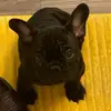 Rusty Palmer - @frenchie_rusty1015 - TikTok