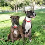 Pepper & Rusty - @pepper.rusty - Instagram