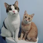 Pepper & Rusty - @lady_pepper_sir_rusty - Instagram