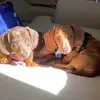 Pepper & Rusty - @journeyofpepperandrusty - TikTok