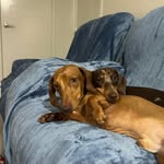 Pepper💕 Rusty 💕🕊️ - @pawsomejourneyofpepperandrusty - Instagram