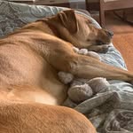 Rusty & Pepper - @idealfarmdogs - Instagram