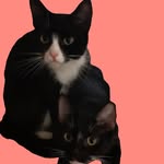 𝕽𝖚𝖘𝖙𝖞 & 𝕻𝖊𝖕𝖕𝖊𝖗 - @kittensisters_rp - Instagram