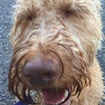 Rusty Stevenson - @rustythestevenson - Instagram