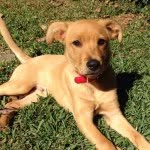 Rusty Wallace Hodges - @freebirddog - Instagram