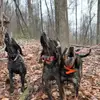 Rusty Watson500 - @loggerboy95 - TikTok