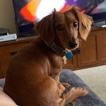 Rusty Wells - @the_dapper_dacshund - Instagram