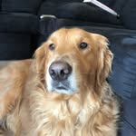 rusty - @rustywildeboer2020 - Instagram
