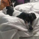 Rusty Young - @rusty_the__dachshund - Instagram