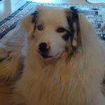 Rusty Young - @rustyyoung66 - Instagram