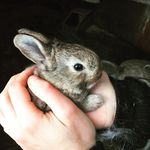 Ruth Ayers - @moonriserabbitry - Instagram