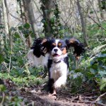 Ruth Corbishley Bates - @rubycavaliers - Instagram