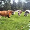 ruthberger2320 - @ruthberger2320 - TikTok